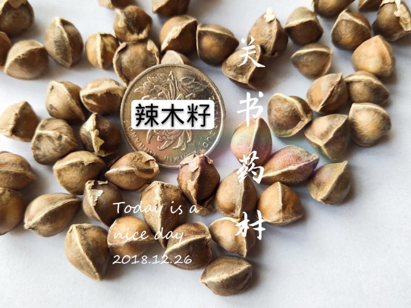 辣木籽选颗粒饱满关书药业批发中药材