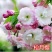 樱花树苗南方庭院四季种植绿化苗木盆栽嫁接日本樱花北方植