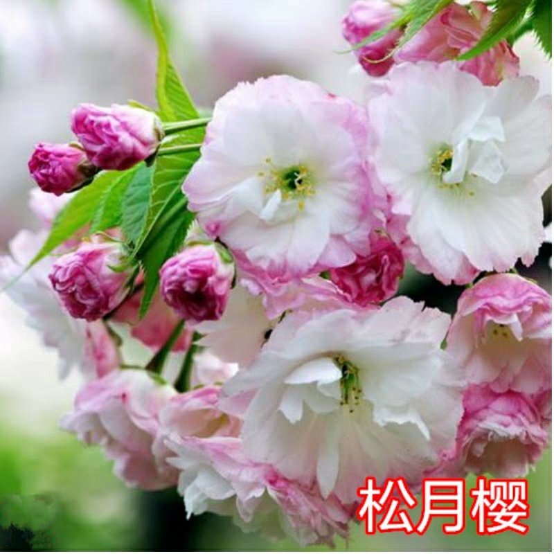 樱花树苗南方庭院四季种植绿化苗木盆栽嫁接日本樱花北方植