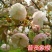 樱花树苗南方庭院四季种植绿化苗木盆栽嫁接日本樱花北方植