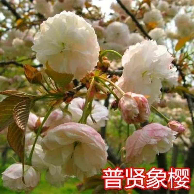 樱花树苗南方庭院四季种植绿化苗木盆栽嫁接日本樱花北方植
