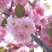樱花树苗南方庭院四季种植绿化苗木盆栽嫁接日本樱花北方植