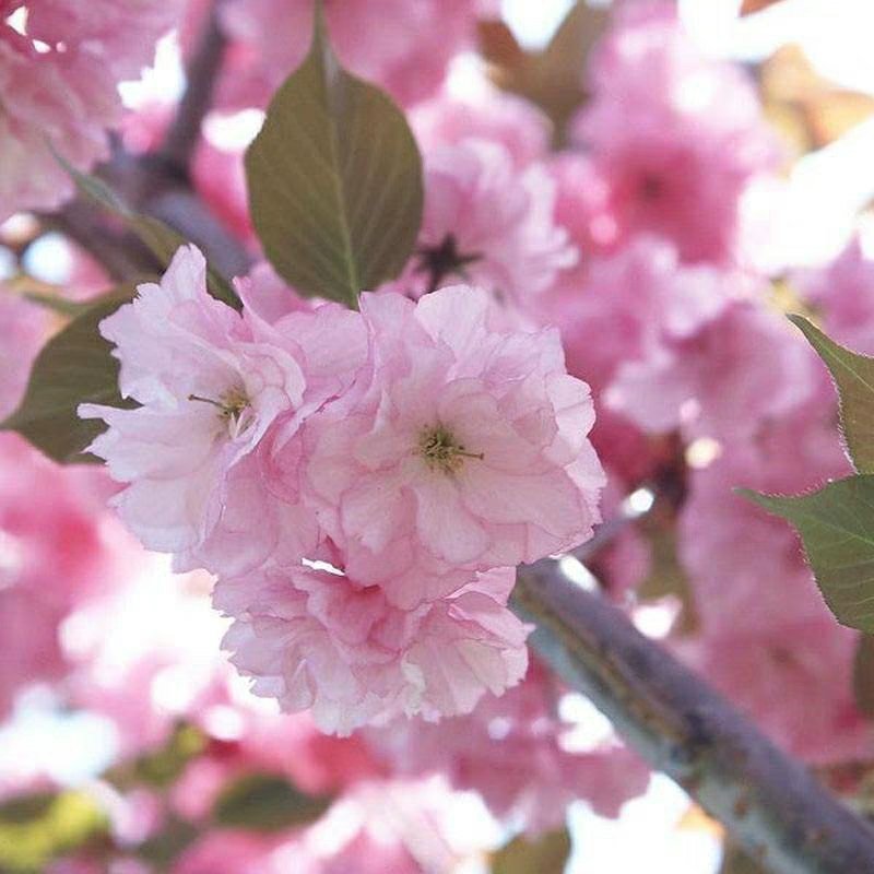 樱花树苗南方庭院四季种植绿化苗木盆栽嫁接日本樱花北方植