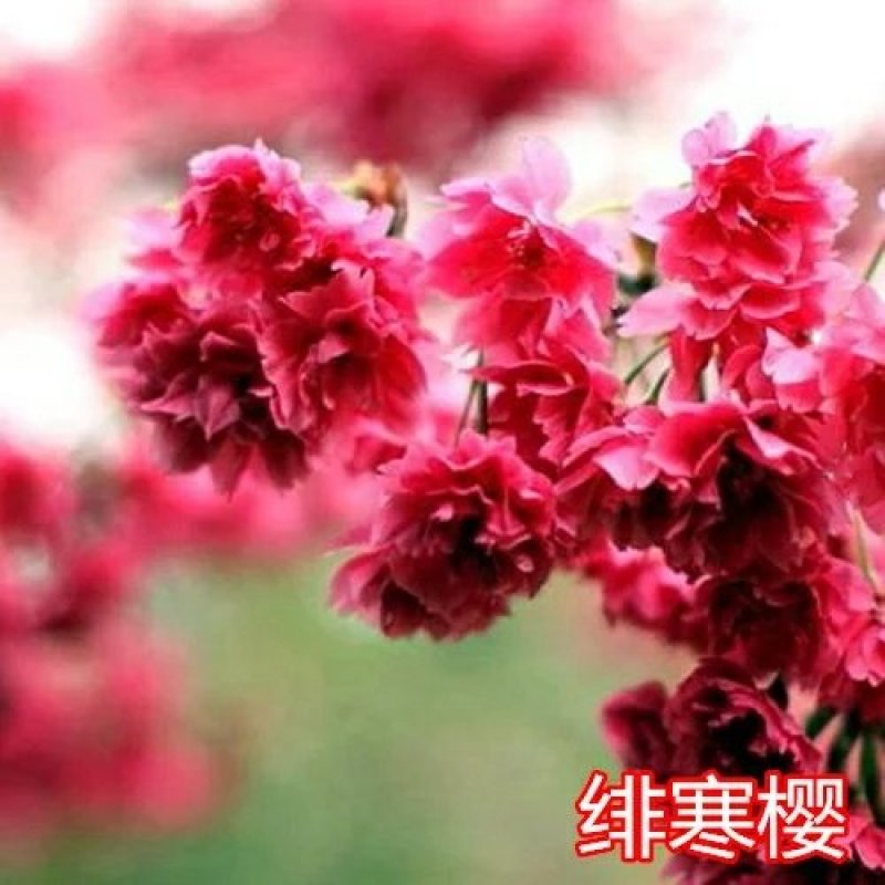 樱花树苗南方庭院四季种植绿化苗木盆栽嫁接日本樱花北方植