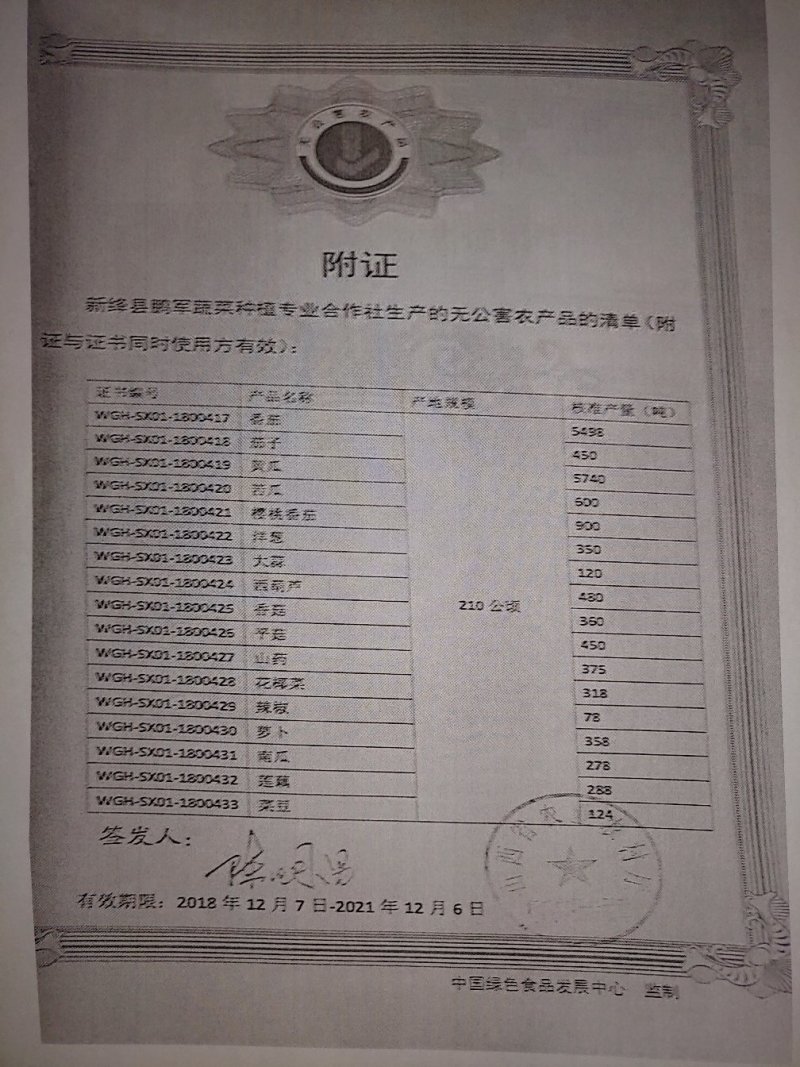 山西运城圣女果贝贝2号圣女果20克以上支持视频看货