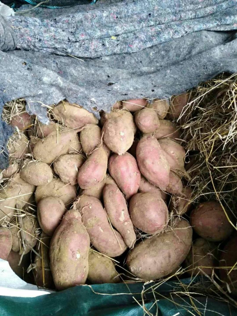 热销地瓜新疆西瓜红/蜜薯地瓜产地一手货源量大价优
