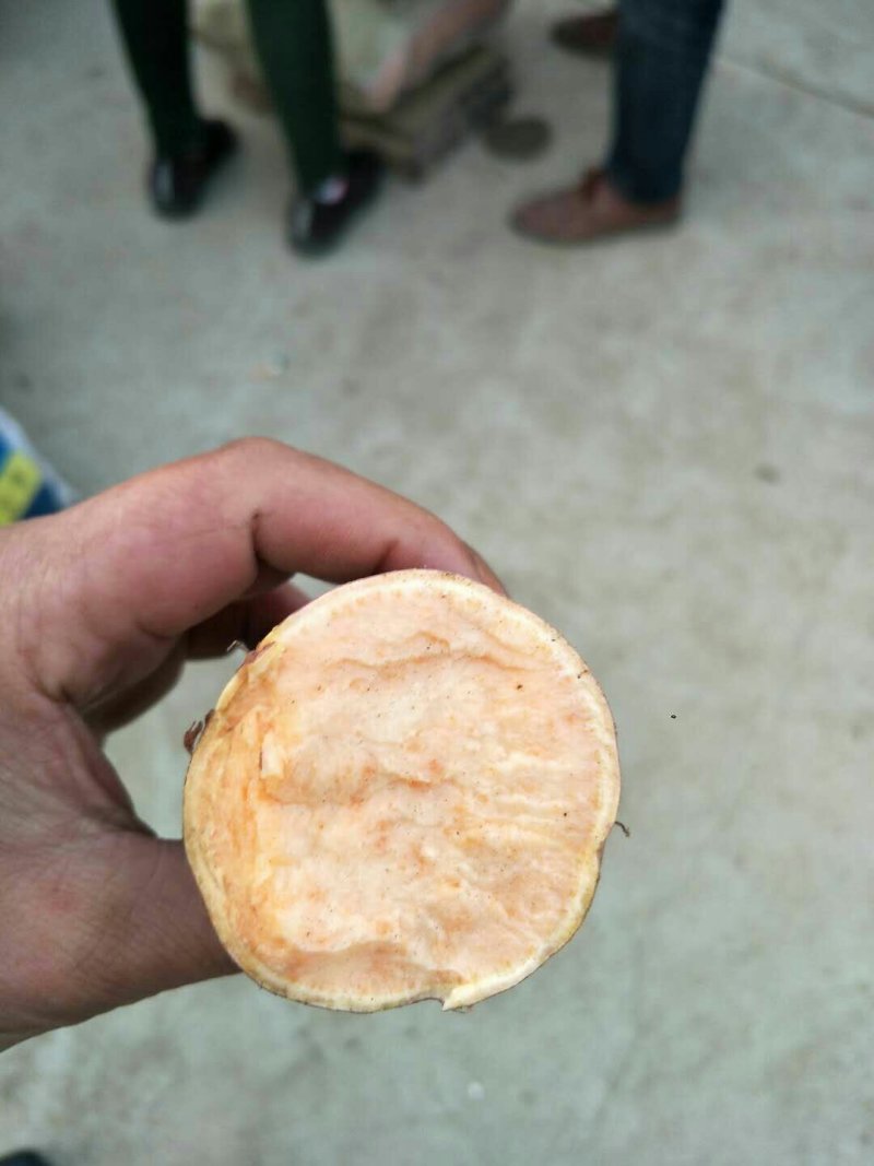 热销地瓜新疆西瓜红/蜜薯地瓜产地一手货源量大价优