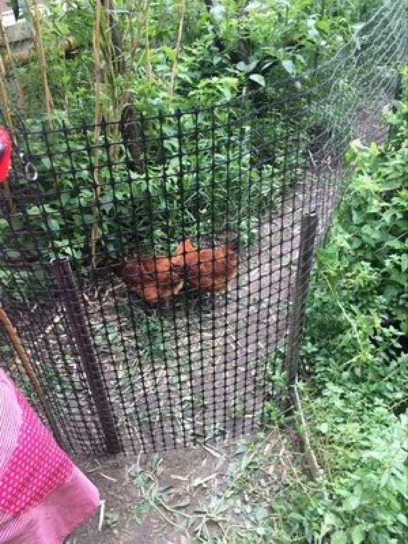 抗晒圈地塑料养殖网鸡鸭鹅脚踏网漏粪板菜园围栏网6-7年