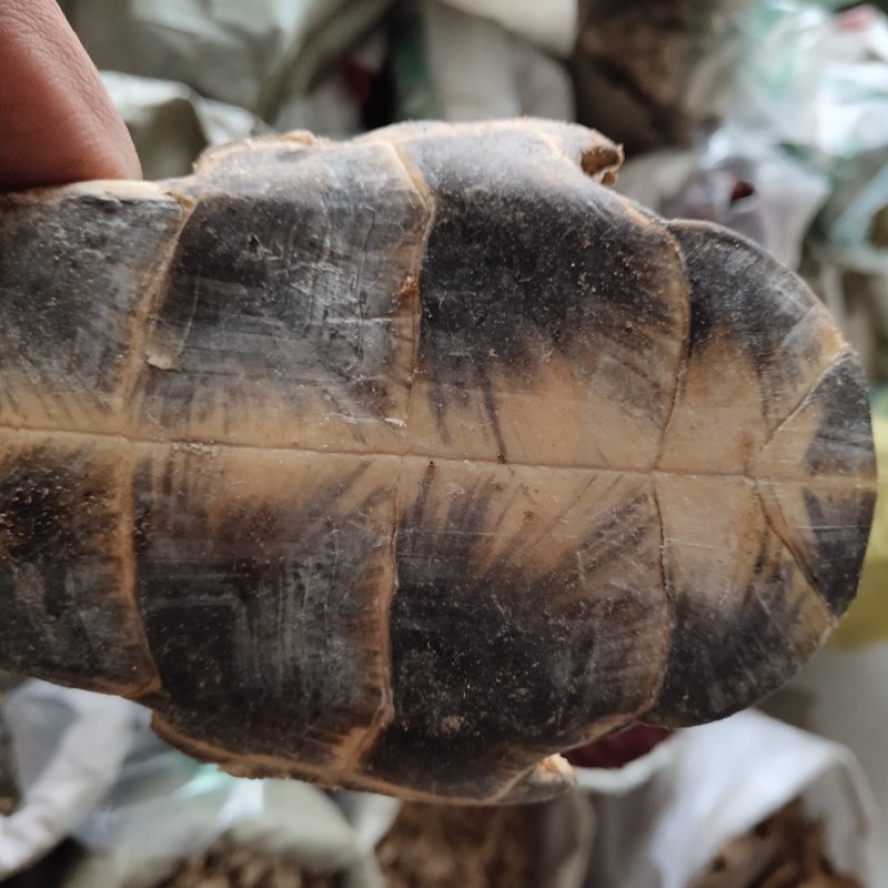 旱龟板，生龟板1000g起批，关书药业批发中药材