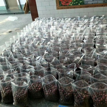 小圆枣，蒸馍专用，含糖量高
