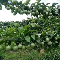 紫香一号百香果苗
