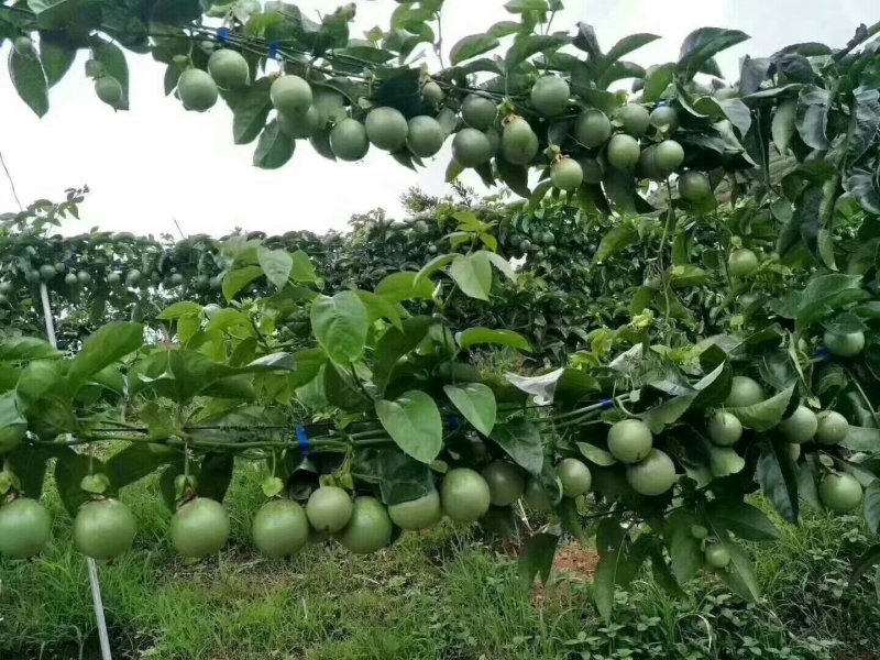 紫香一号百香果苗