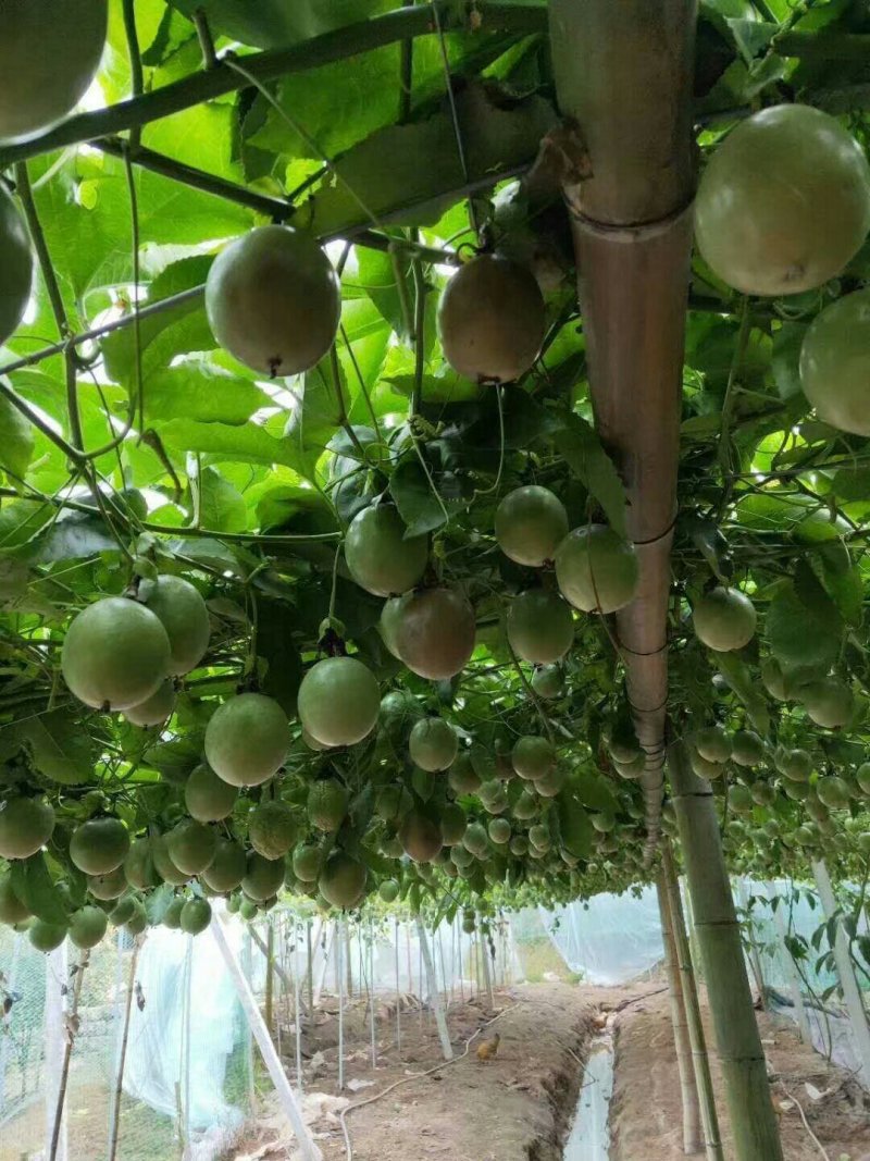 紫香一号百香果苗