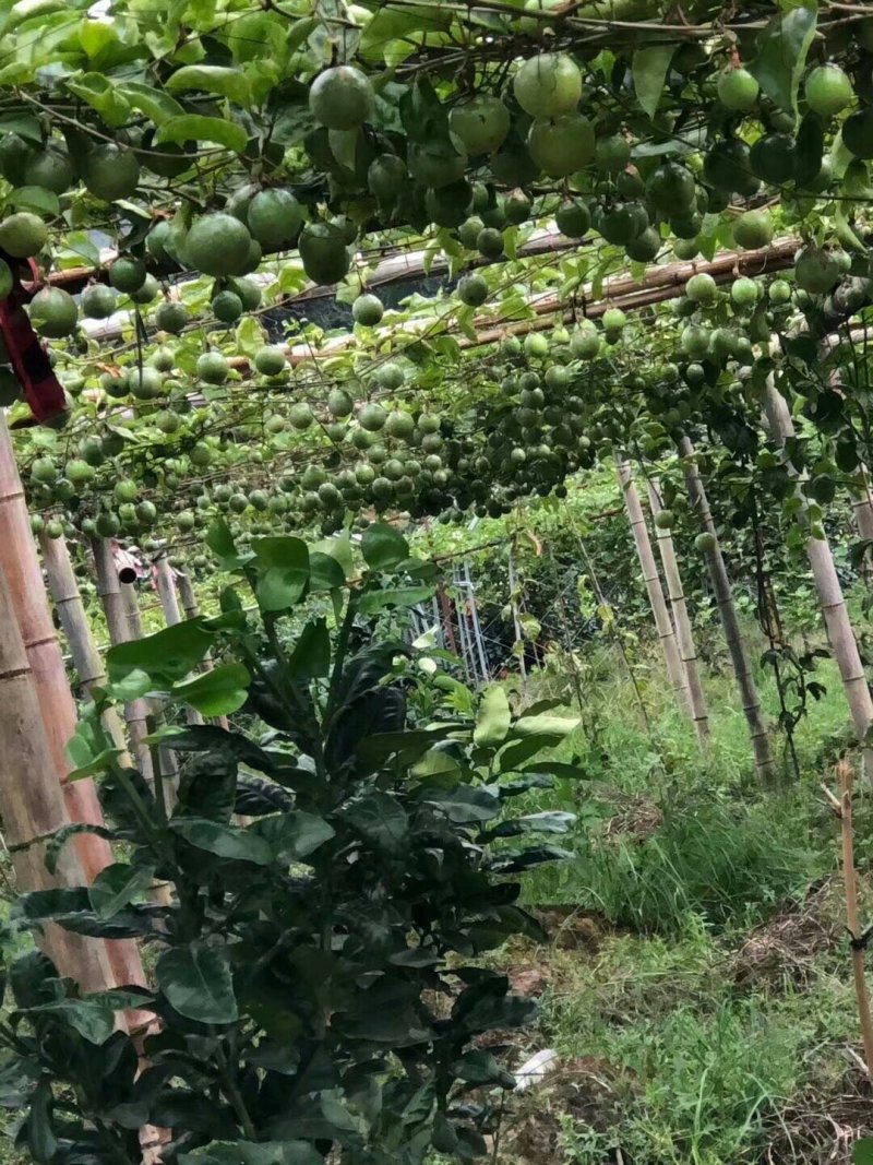 紫香一号百香果苗