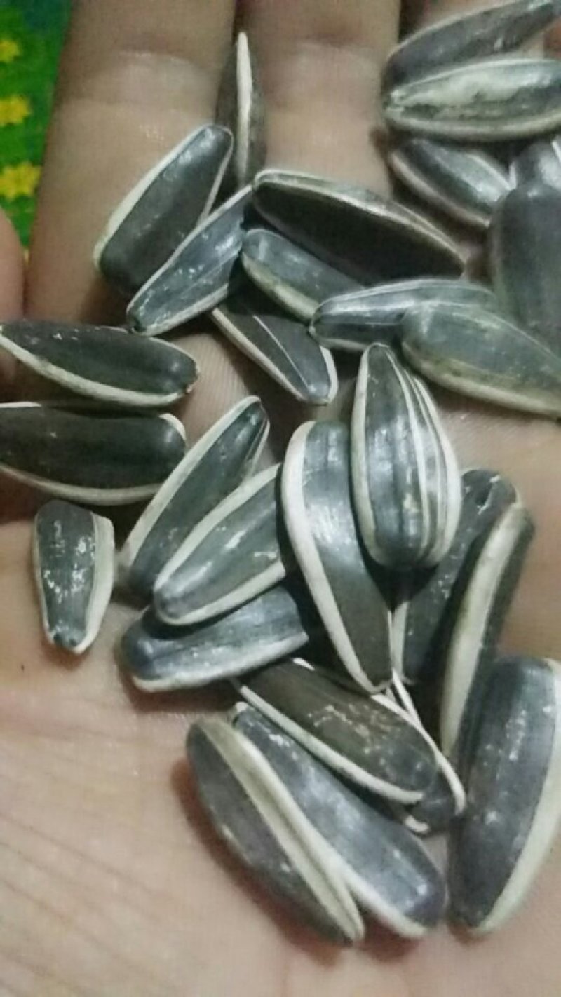 瓜子新货葵花籽颗粒饱满口味好香