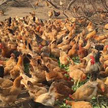 大量供应散养土鸡和淘汰鸡