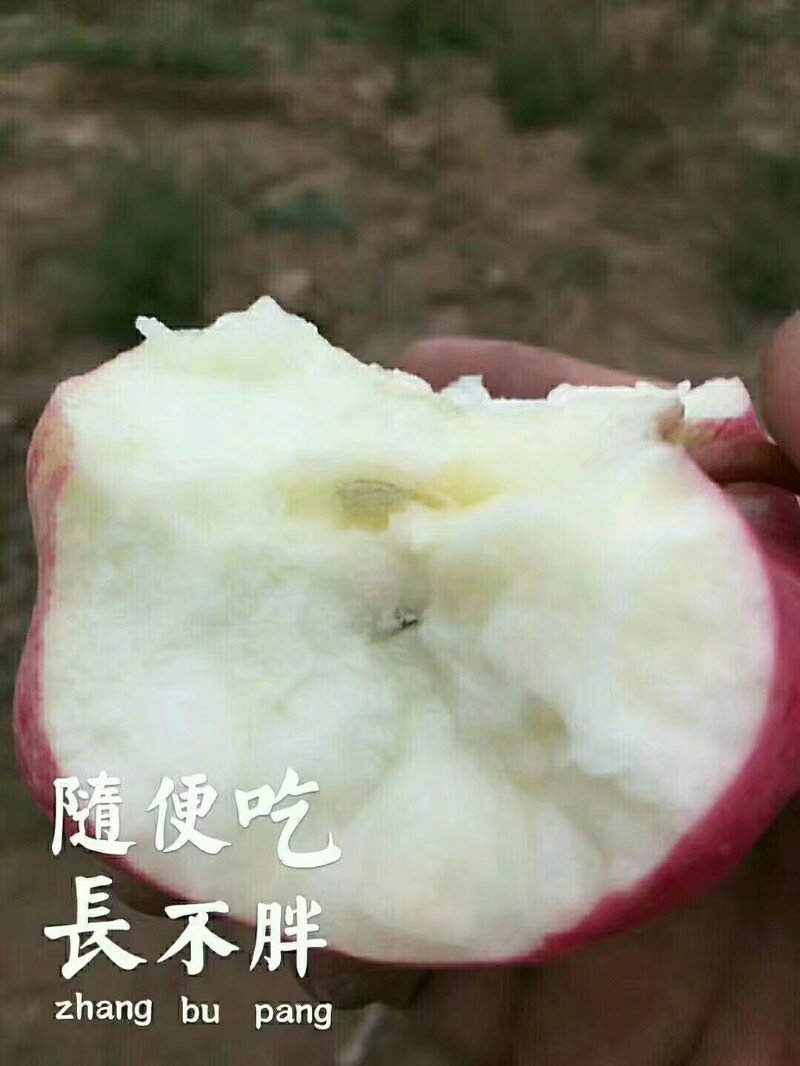红富士苹果