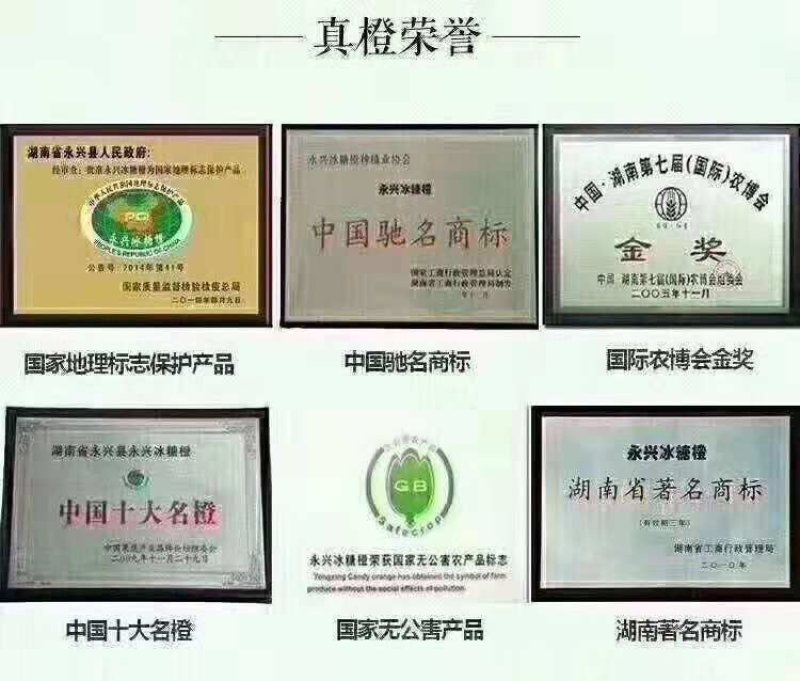冰糖橙