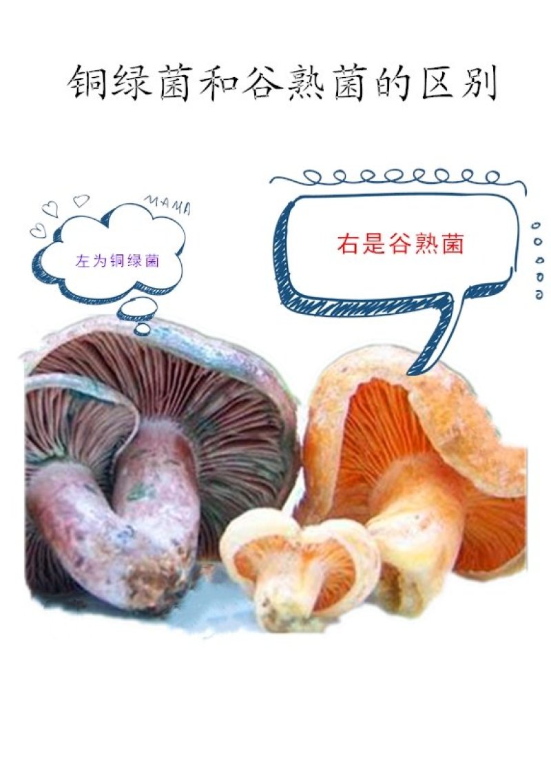 云南野生谷熟菌奶浆菌铜绿菌等五种干货配方每包200克包邮