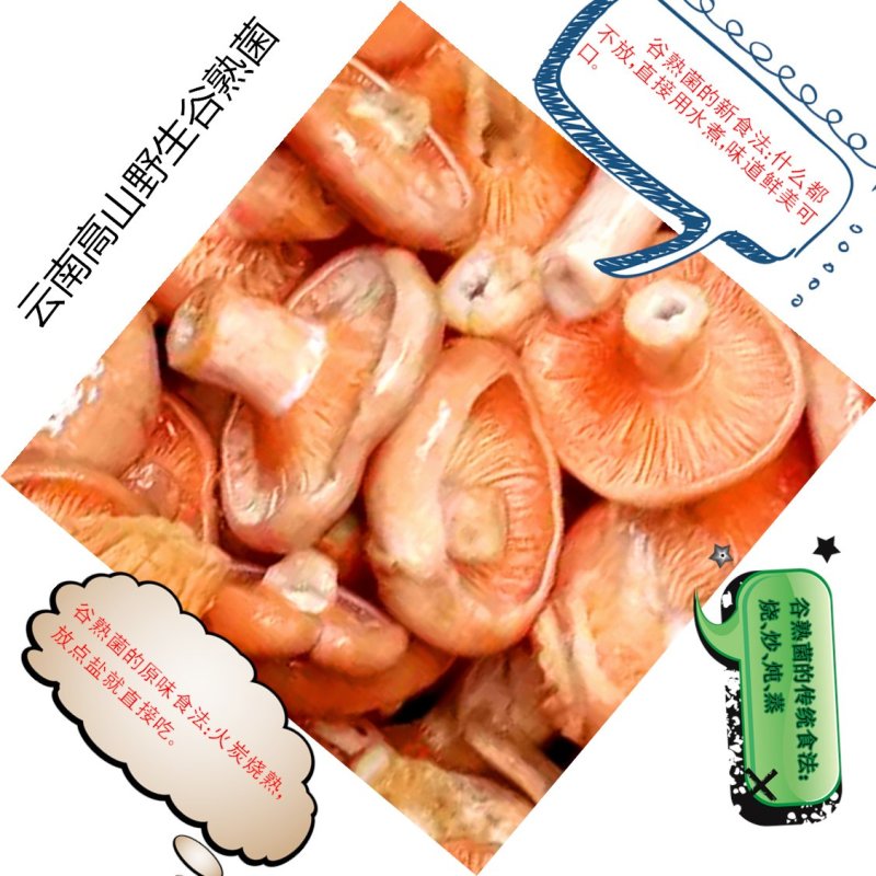 云南野生谷熟菌奶浆菌铜绿菌等五种干货配方每包200克包邮