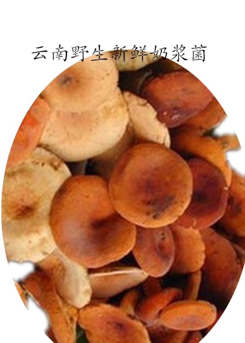 云南野生谷熟菌奶浆菌铜绿菌等五种干货配方每包200克包邮