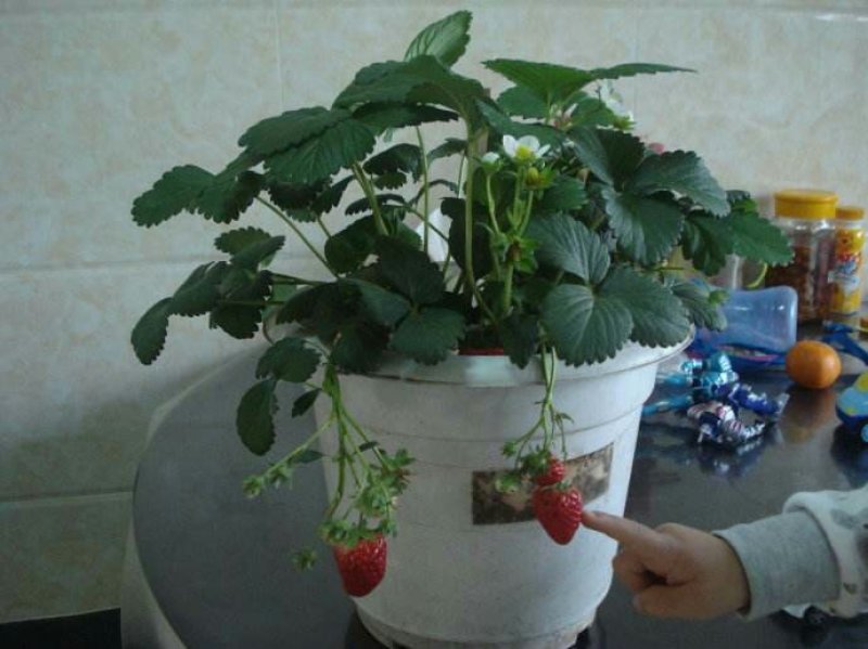 四季草莓苗盆载裸苗不带盆