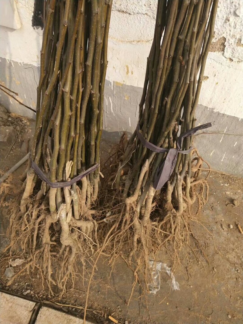 早酥红梨苗