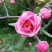 白兰地海棠苗