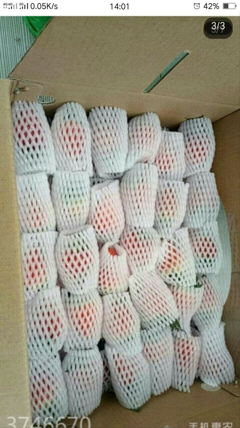 奶油草莓牛奶草莓妙香玫瑰香草莓