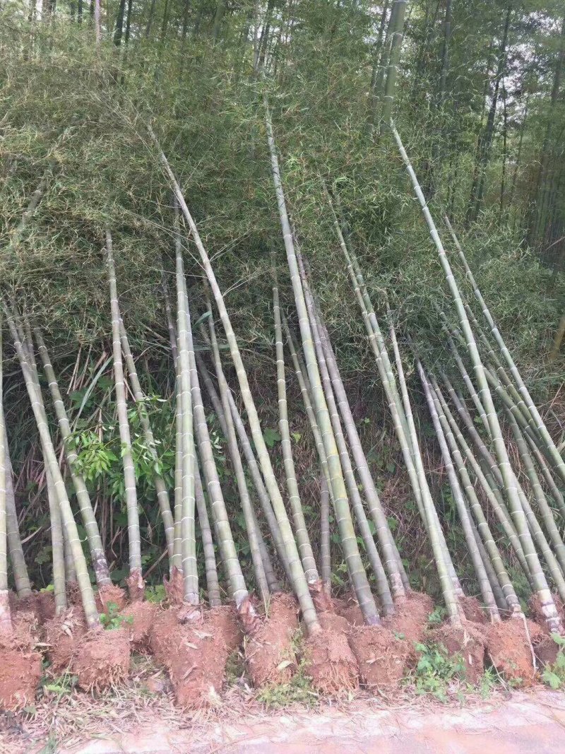 绿化苗木