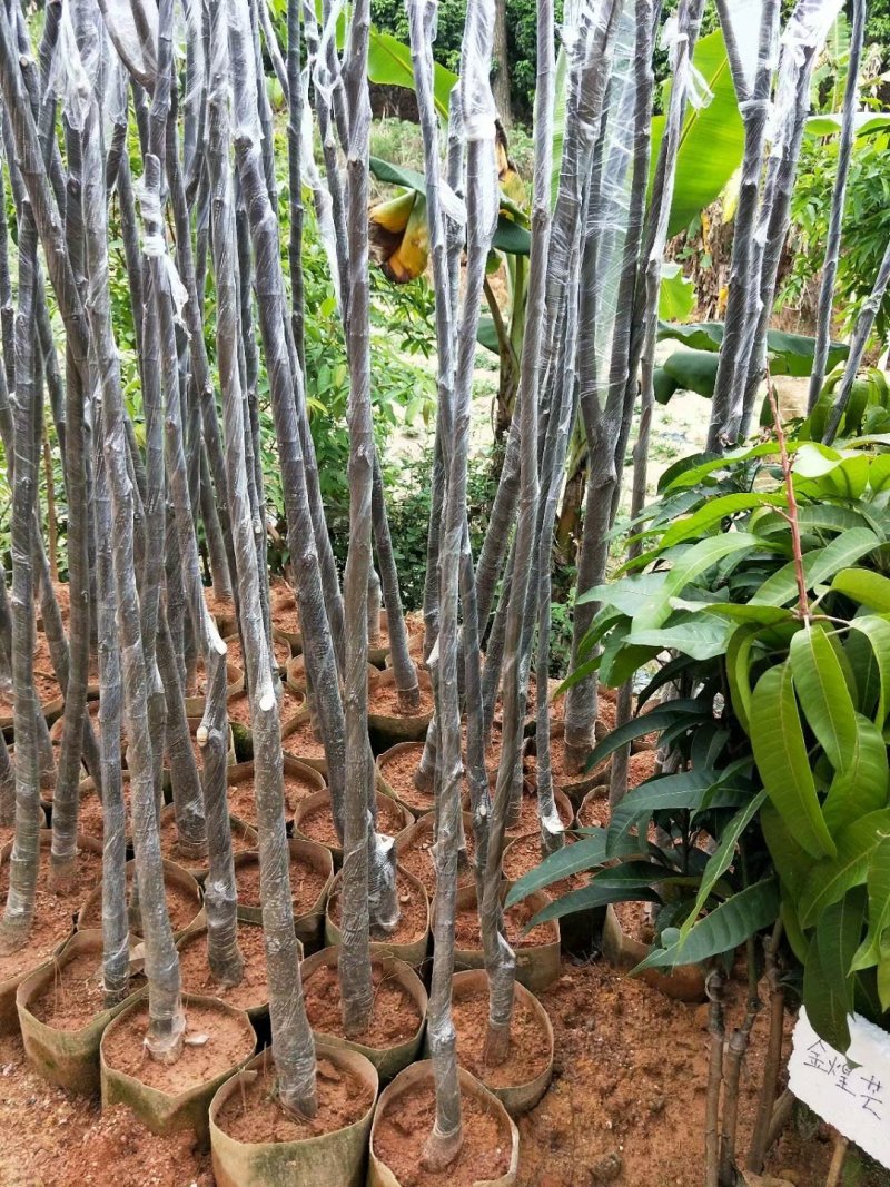 波罗蜜苗广西大波罗苗蜜甜南方种植