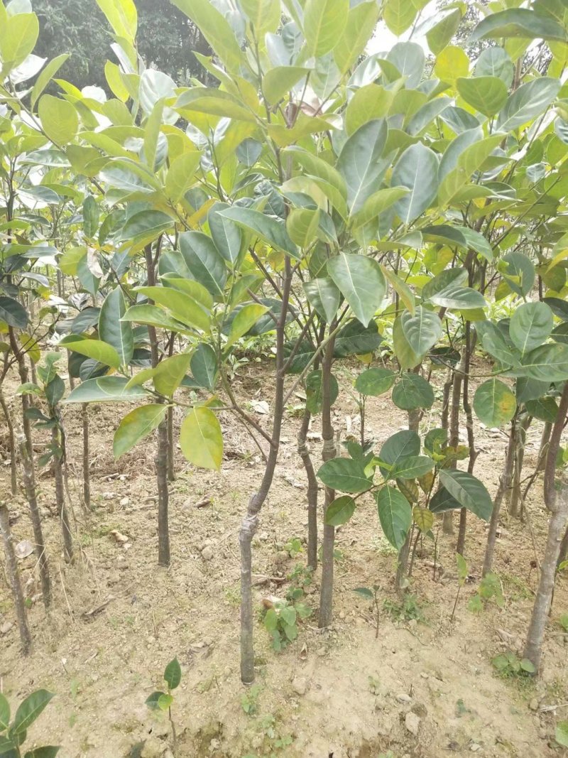 波罗蜜苗广西大波罗苗蜜甜南方种植