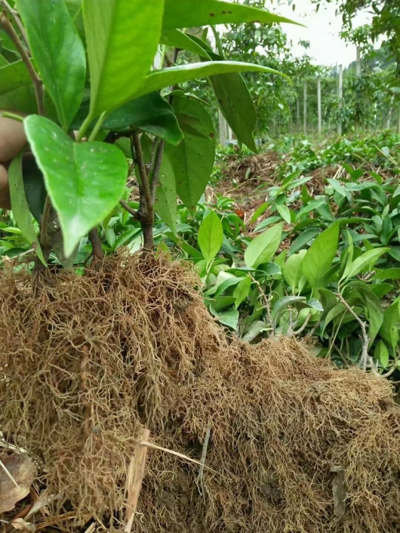 黑老虎布福娜树苗黑老虎苗适合南北种植