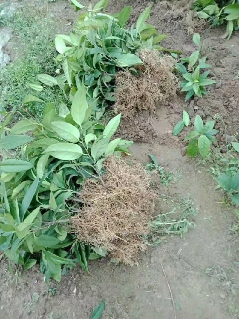 黑老虎布福娜树苗黑老虎苗适合南北种植