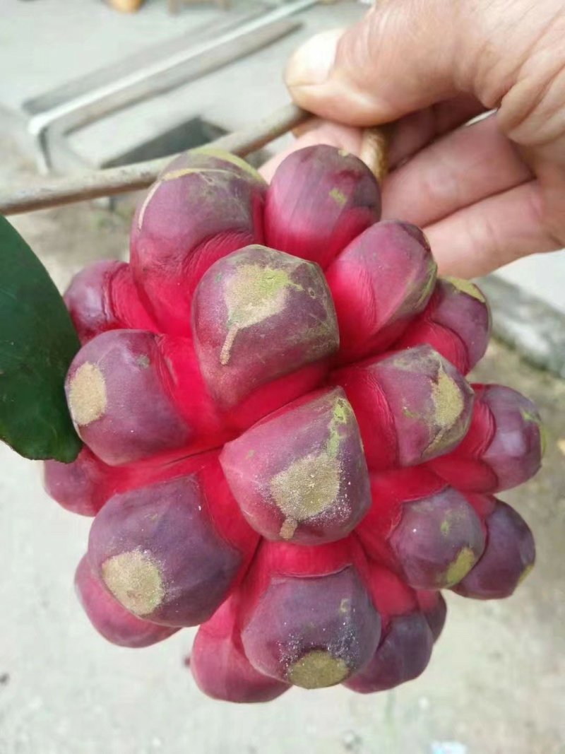 黑老虎布福娜树苗黑老虎苗适合南北种植