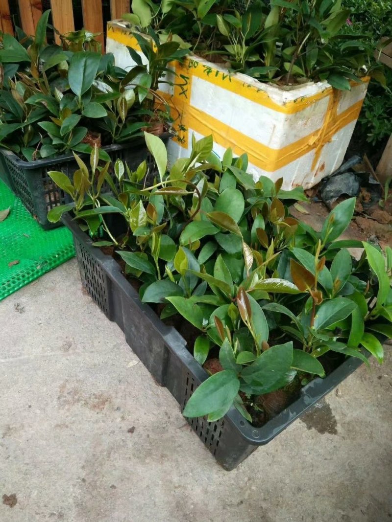 黑老虎布福娜树苗黑老虎苗适合南北种植