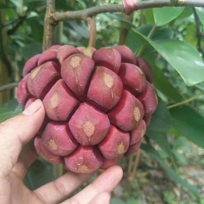 黑老虎布福娜树苗黑老虎苗适合南北种植