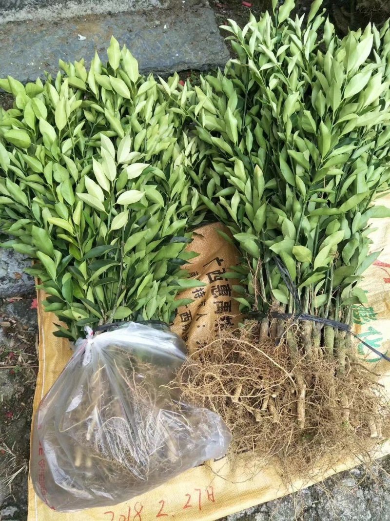 金桔苗2年苗脆皮金桔苗适合南北种植