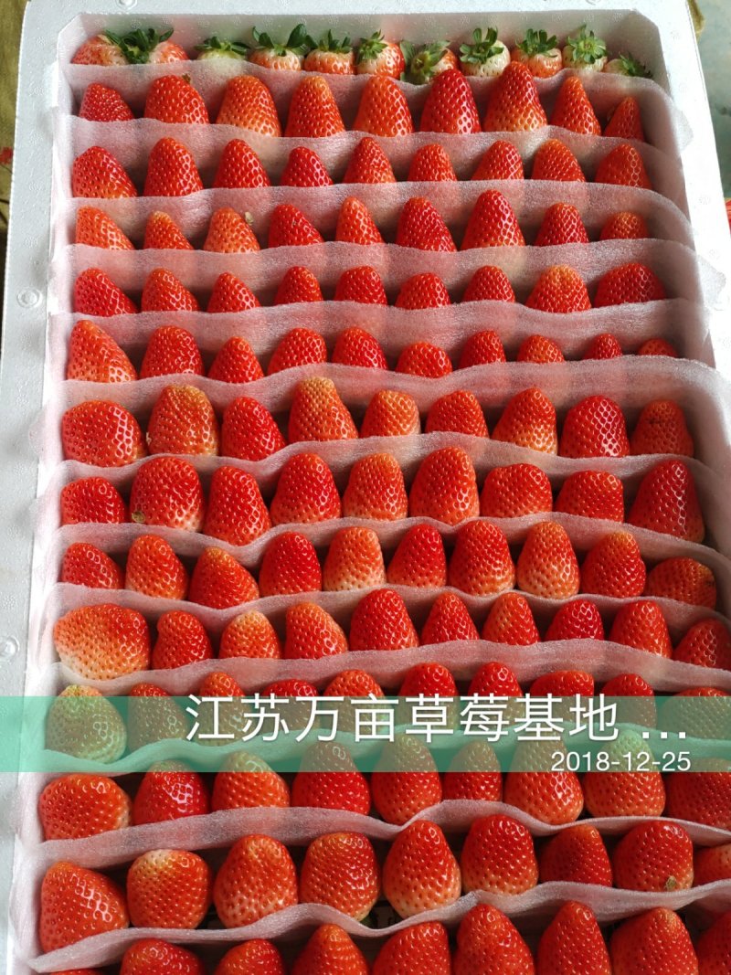 草莓徐州草莓妙香，宁玉草莓草莓代收