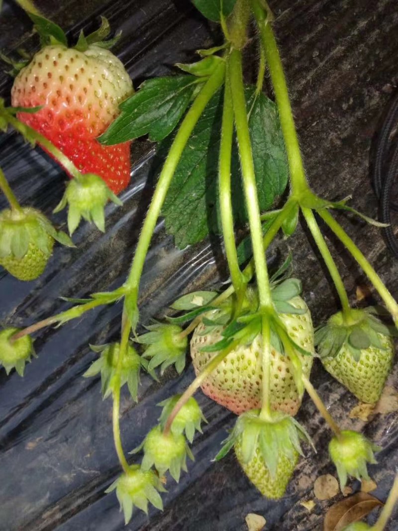 十九，久久，藏香，岗三草莓大量上市
