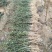 枳壳苗沃柑蜜橘嫁接砧木根须发达零售专拍！！