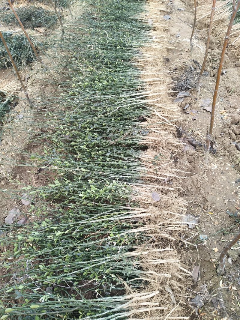枳壳苗沃柑蜜橘嫁接砧木根须发达零售专拍！！