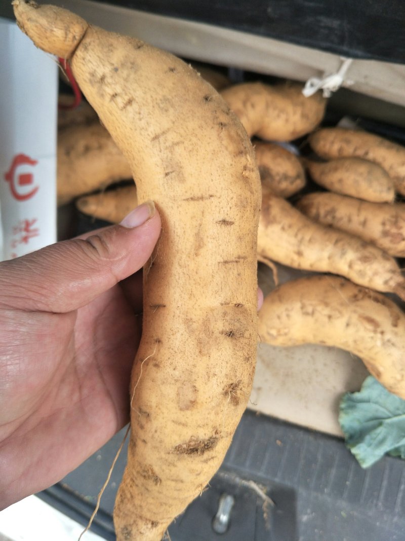 山东地瓜，红薯，烟25，物流方便，价格便宜