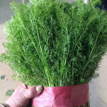 茴香苗大量有货，四季供应质量保证，包装齐全