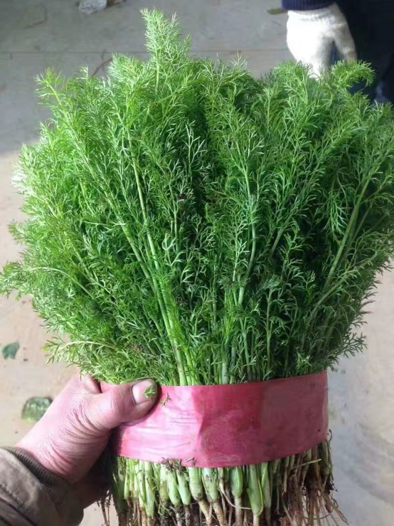 茴香苗大量有货，四季供应质量保证，包装齐全