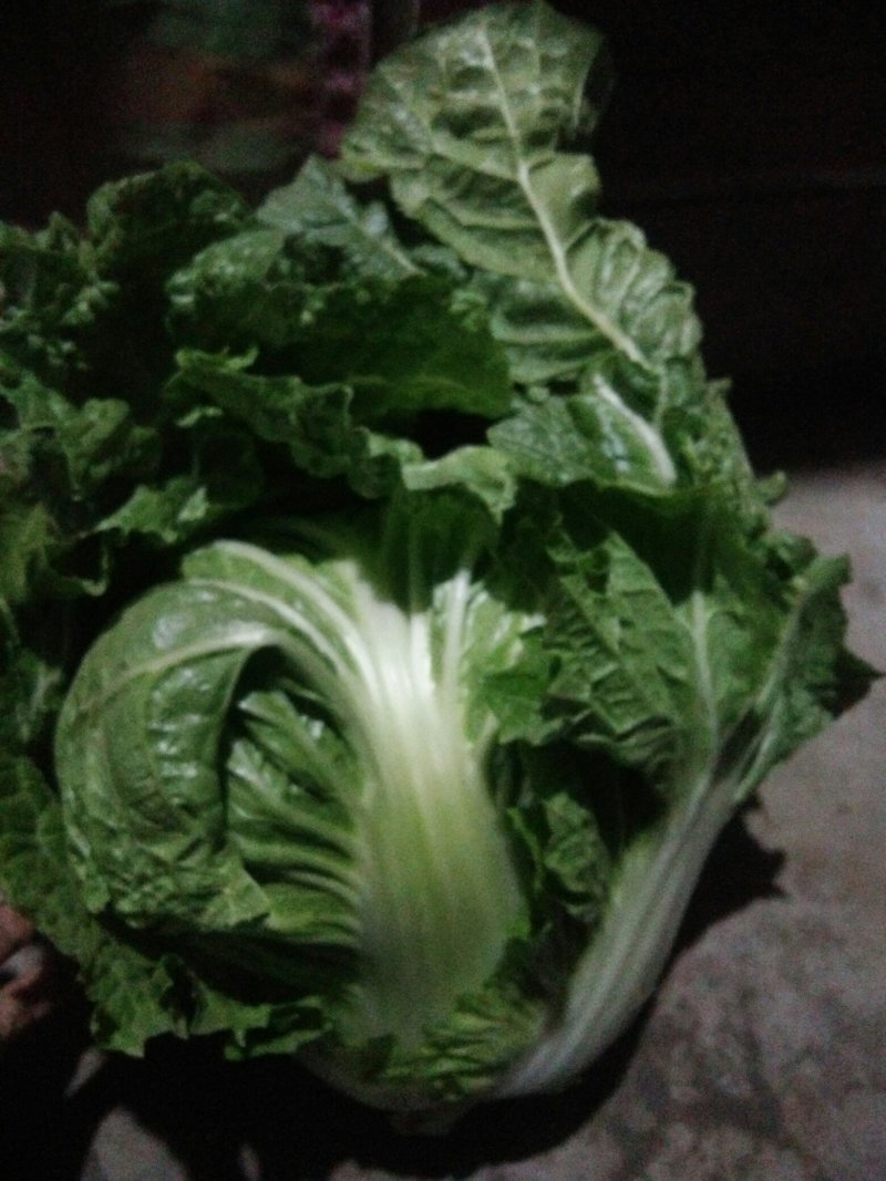 大白菜东京868