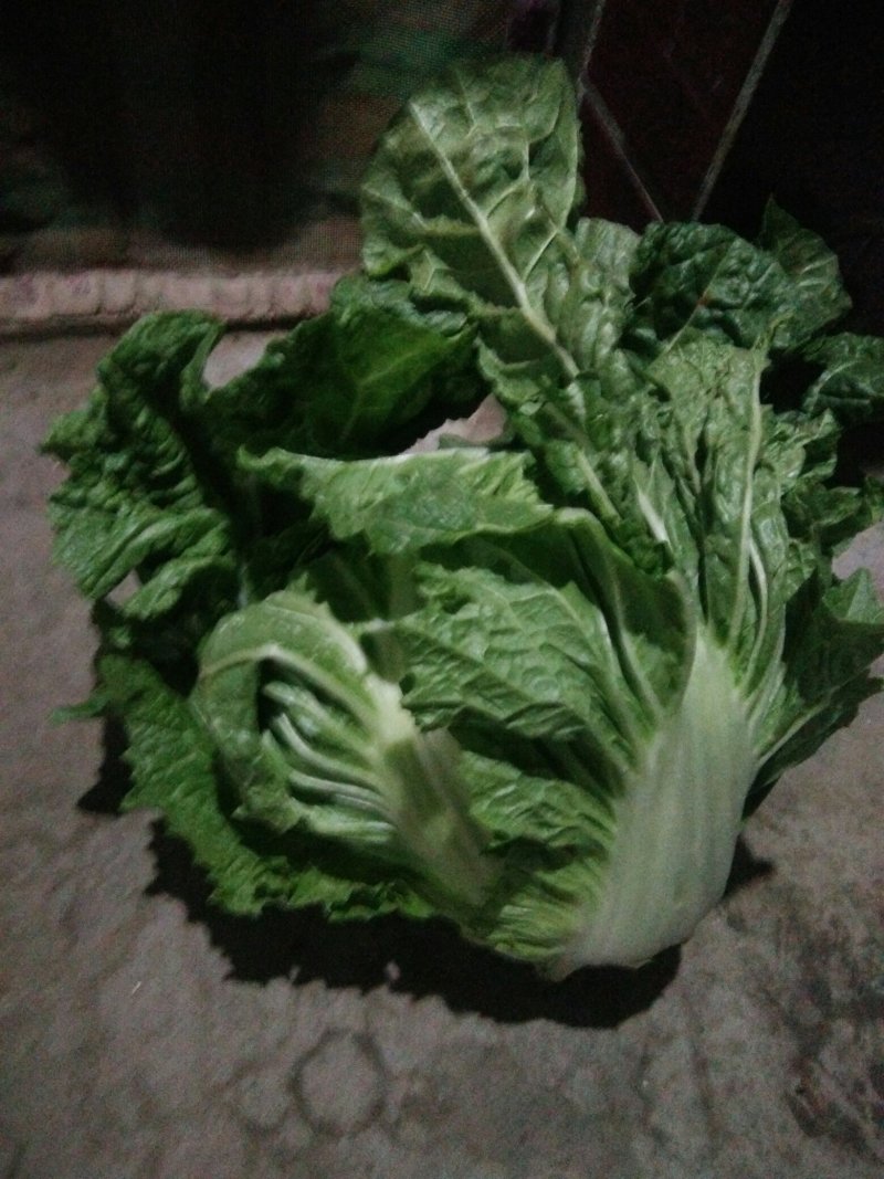 大白菜东京868
