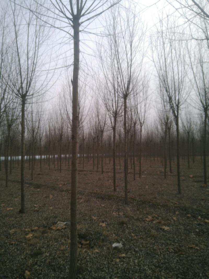 柳树精品柳树基地直发根系发达，易成活包技术指导