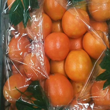 橙子常年代购代卖各种橙子品种，市场下货量大