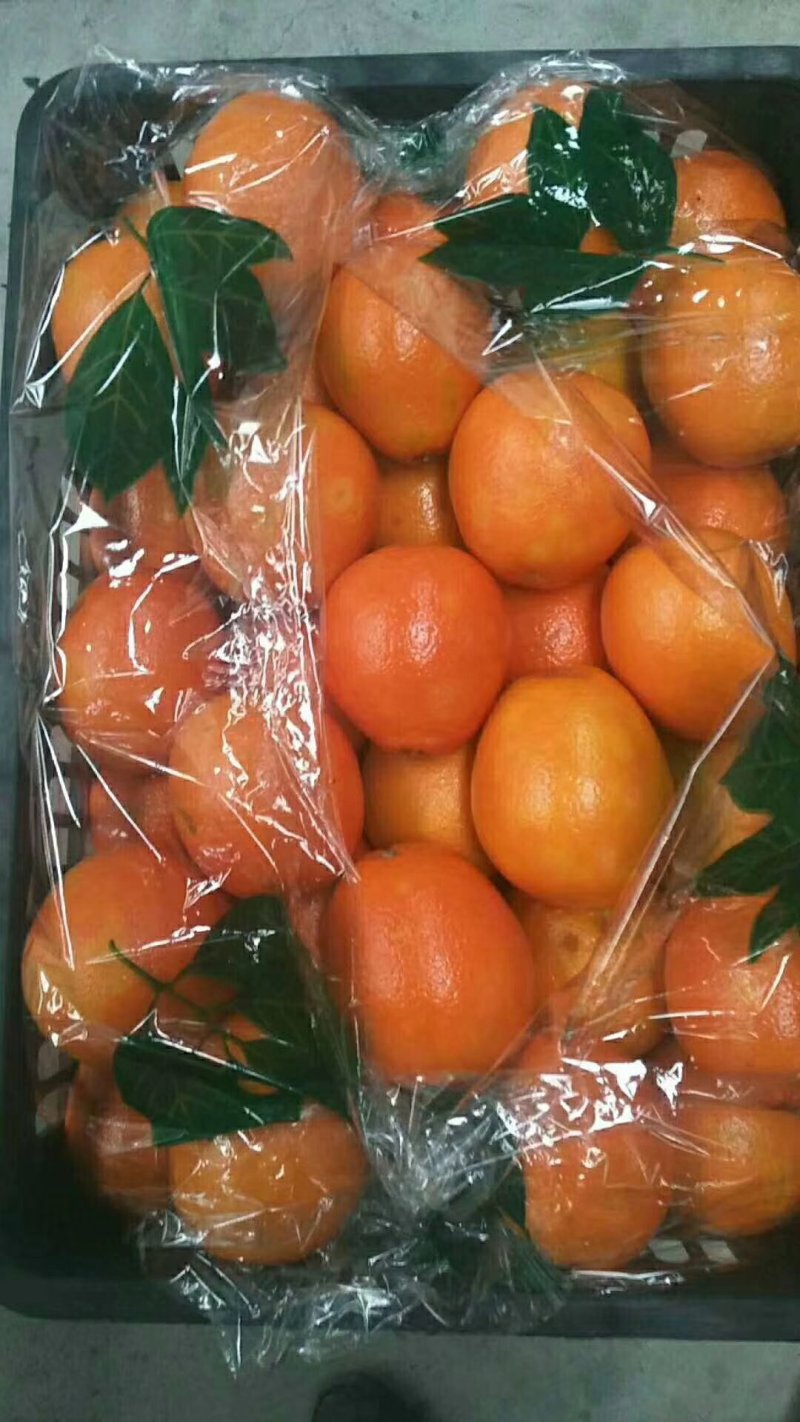 橙子常年代购代卖各种橙子品种，市场下货量大